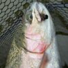 Fishing Report 8/10/25
